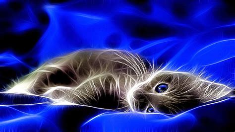 3D Cat Widescreen Wallpapers 22680 - Baltana