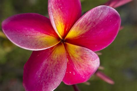 Purple Hawaii Plumeria - Hawaii Pictures