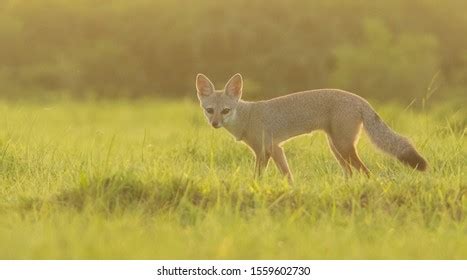 Cute Forest Animals Indian Fox: Over 144 Royalty-Free Licensable Stock Photos | Shutterstock