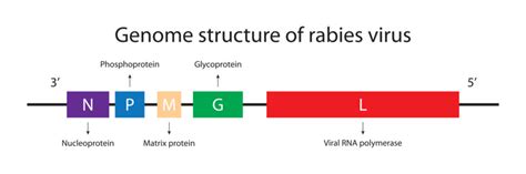 Rabies Virus Images – Browse 5,526 Stock Photos, Vectors, and Video ...