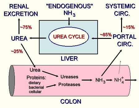 Schematic of ammonia metabolism | eClinpath