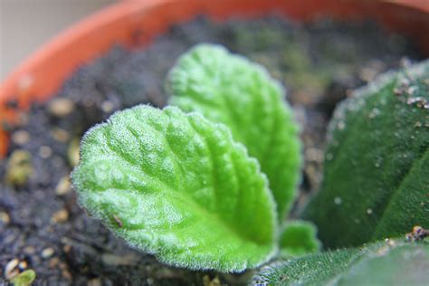 How to grow Streptocarpus hybrids from cuttings