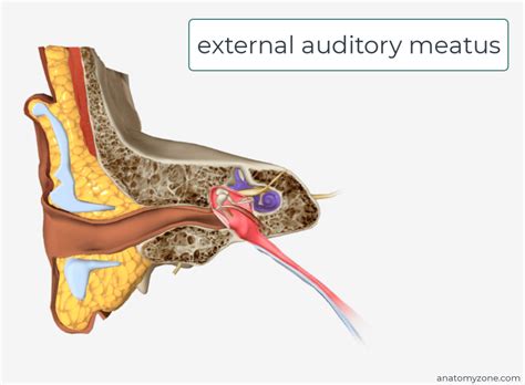 External Ear - Auricle, External Auditory Meatus, Tymanic Membrane