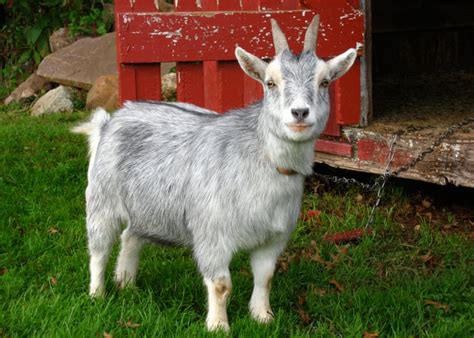 15 Best Small Goat Breeds for Pets