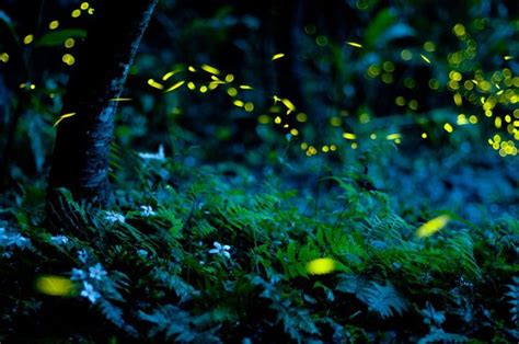 Why the Firefly (Hotaru) Is Important in Japan? | Fantasy art ...