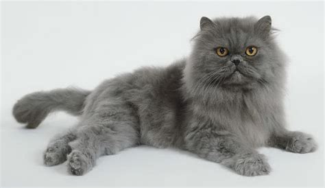 Image - Blue-persian-cat-1-.jpg - Harry Potter Wiki