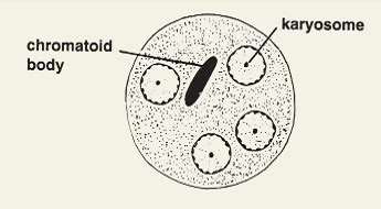 Entamoeba Histolytica Cyst Label