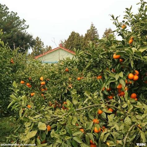 Fruit Picking in Jeju: Best Orange Farms to Visit