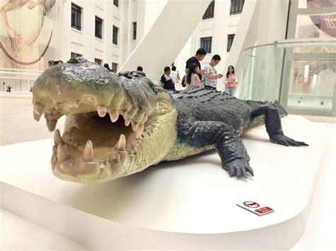 Lolong Crocodile In Museum Of Natural History