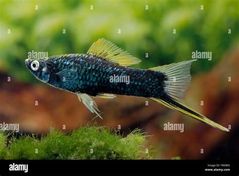 green swordtail (Xiphophorus helleri), breeding form Hamburger Stock ...