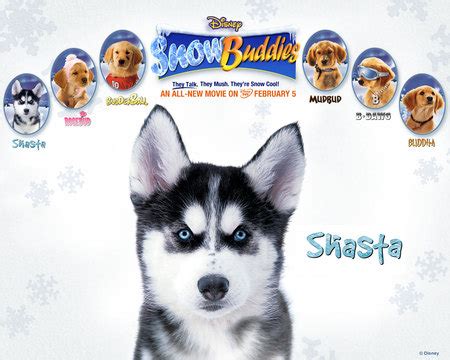 Snow Buddies!!!! - Dogs & Animals Background Wallpapers on Desktop Nexus (Image 607726)