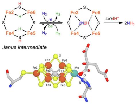 Nitrogenase | Encyclopedia MDPI