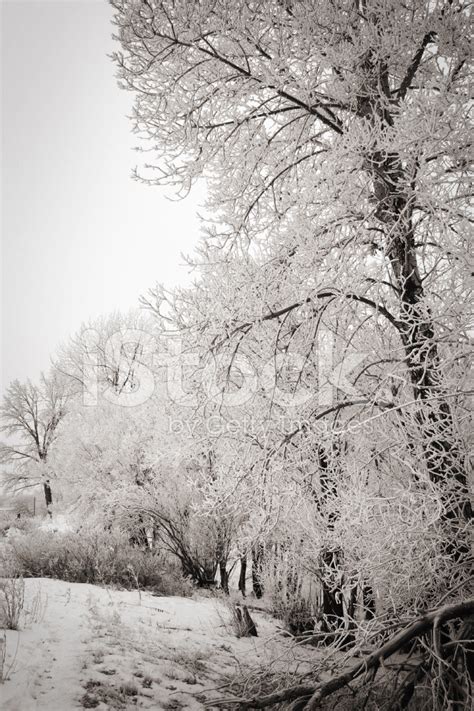 Frosty Trees Stock Photo | Royalty-Free | FreeImages