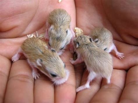 How to Find Good Homes for a Litter of Baby Hamsters | HubPages