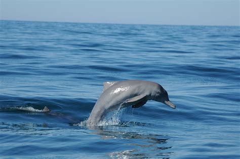 Diving into the secret life of mixed-species dolphin groups in Australia