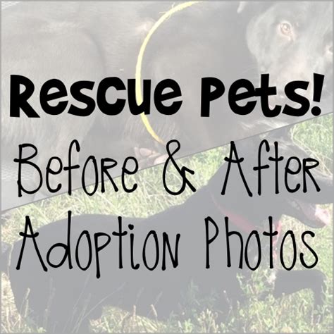 Runs for Cookies: Rescue Pets! Before and After Adoption Photos for Transformation Tuesday