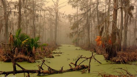 swamp, Landscape, Trees, Water Wallpapers HD / Desktop and Mobile ...