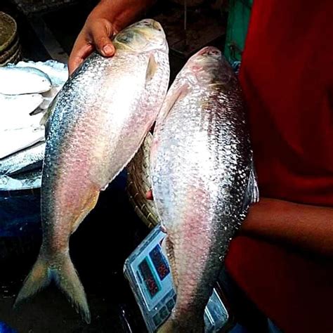 Hilsa Fish Benefits: স্বাদের সঙ্গে পুষ্টিগুণেও ভরপুর ইলিশ মাছ! জানুন কী ...