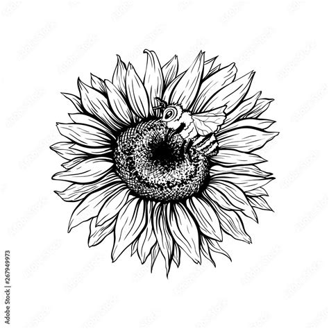 Honey bee on flower hand drawn vector illustration. Floral ink sketch ...