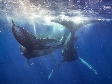 First-ever photos show humpback whales mating—and they’re males