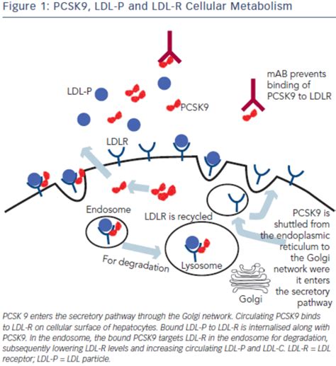 Figure 1: PCSK9, LDL-P and LDL-R Cellular Metabolism | Radcliffe Vascular