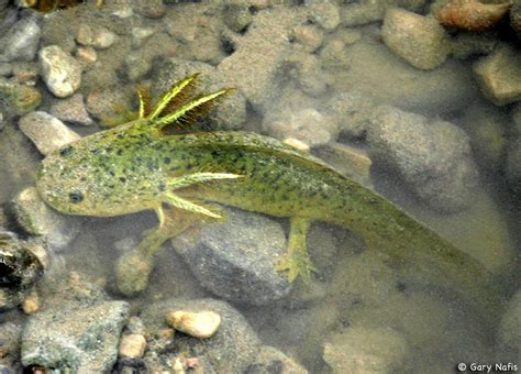 Barred Tiger Salamander Larvae | Tiger salamander, Feline, Animals