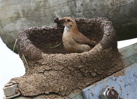 Rufous Hornero building a nest on a park bridge, Barigui m… | Flickr
