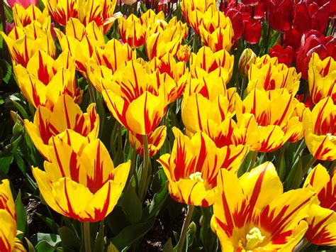 Tulip Flowers Festival Yellow Red art prints Tulips Photograph by Patti Baslee - Fine Art America