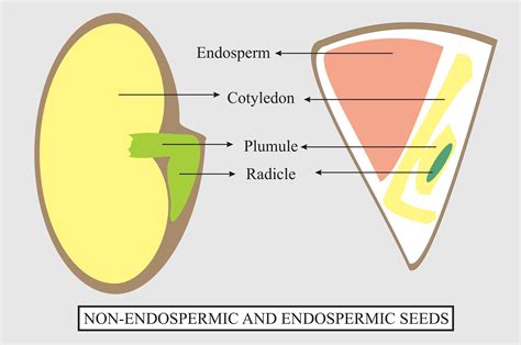 Give any two examples of each endospermic (albuminous) seeds and non-endospermic seeds