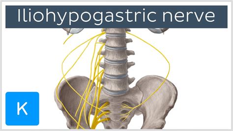 Iliohypogastric Nerve Pain