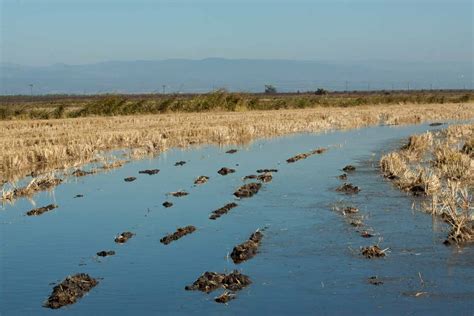 Around California: Flooding the Rice Fields, It's for the Birds