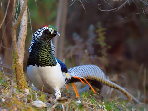 A Tale Of Two Disappearing Pheasants | Bird Spot