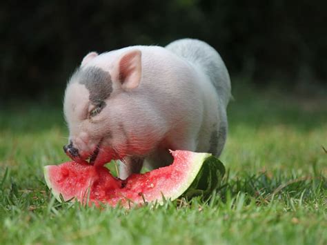 Can Pigs Eat Watermelon