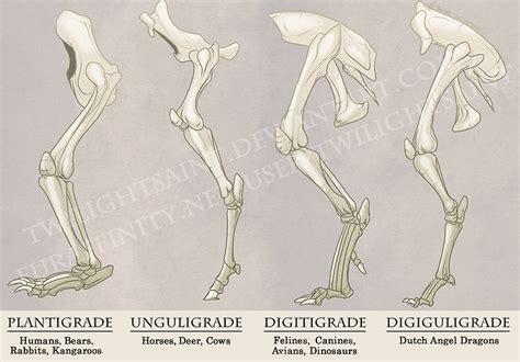 Skeletal Structure | dutchangeldragons