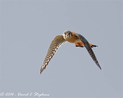 Hovering Kestrel Looks At Me | This American Kestrel hovered… | Flickr