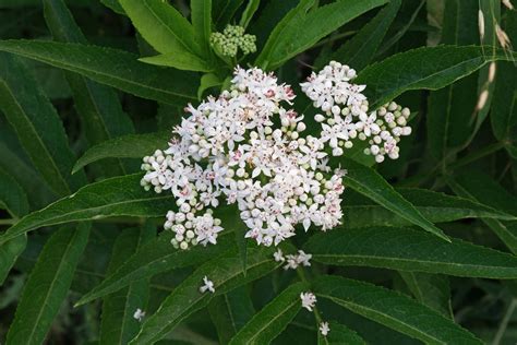 Sambucus ebulus