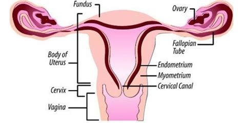 Uterine Stimulants & Relaxants - New