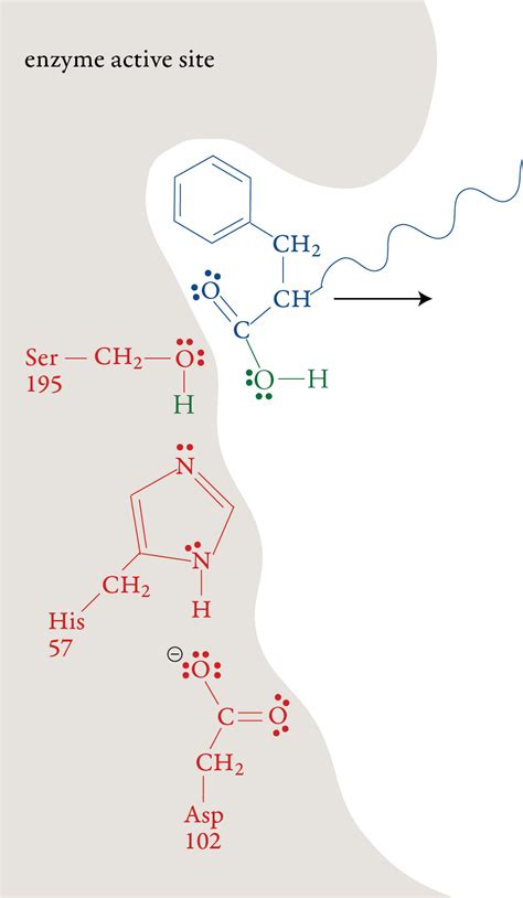 Chymotrypsin