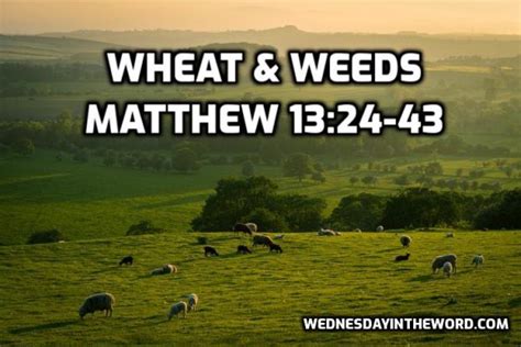 Parable of the Wheat & Weeds - Wednesday in the Word