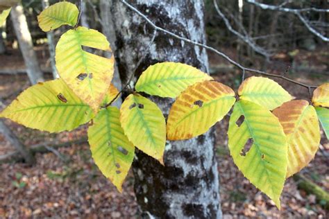 Foraging Beech Nuts — Practical Self Reliance