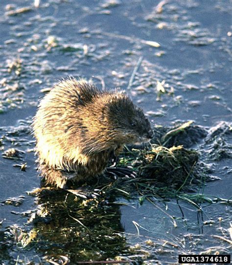 Common Muskrat - Ondatra zibethicus - NatureWorks