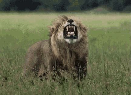 Roaring Lion GIF - SavageKingdom Lion Wtf - Discover & Share GIFs