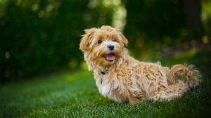 How To Train A Maltipoo? | Dog Product Picker