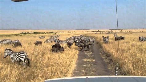 Zebra and wildebeest - YouTube