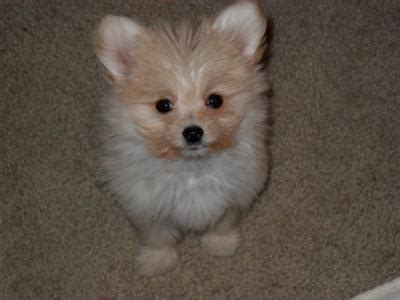 Maltipom (Maltese X Pomeranian) Info, Temperament, Puppies, Pictures