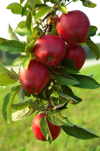 Red Delicious Apple Tree | Ison's Nursery & Vineyard