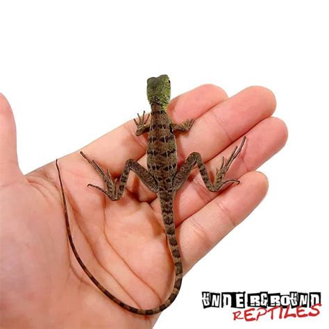 Green Basilisks For Sale - Underground Reptiles