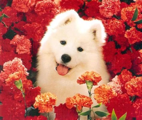 Samoyed dogs, Samoyed puppy, Samoyed