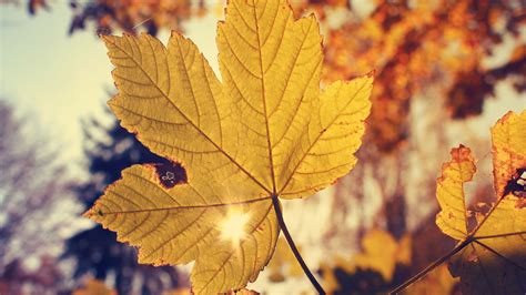 Autumn Yellow Wallpapers - Wallpaper Cave