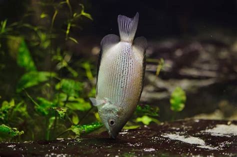 Complete Kissing Gourami Care Guide: A Tropical Fish Like No Other | Fishkeeping World